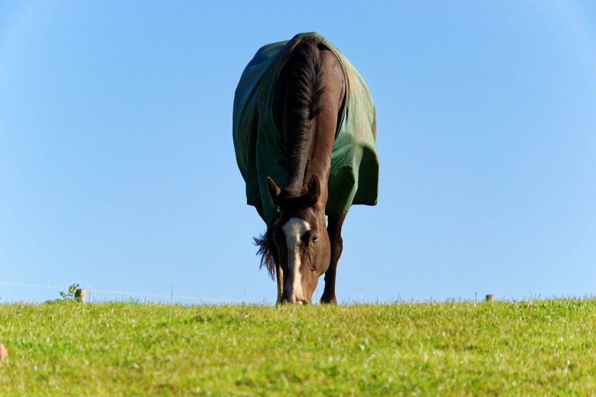 L'alimentation du cheval âgé